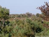 Parco della Camargue Immagine 087